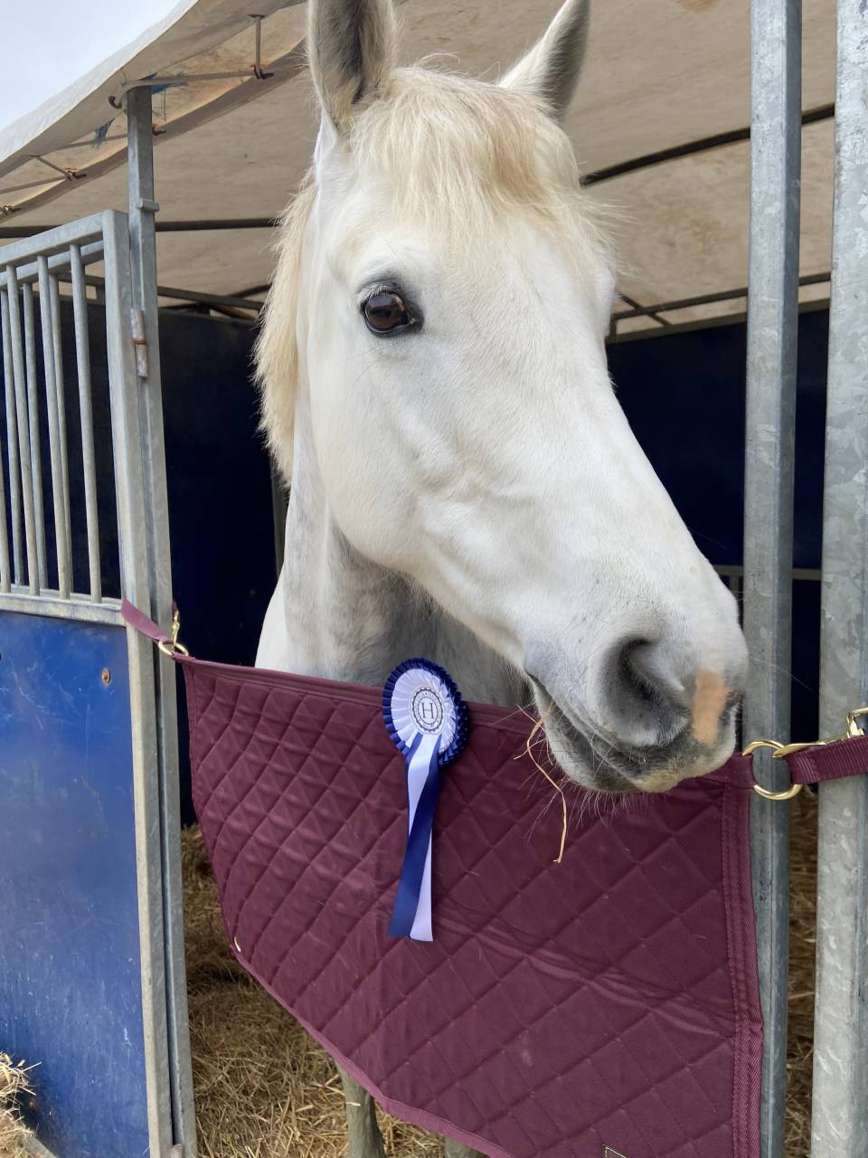 Potro PFS Poni Françés de Silla En venta 2025 Tordo por Rexter d’or