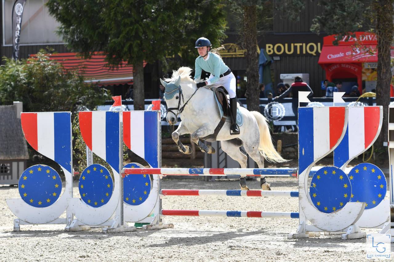 Potro PFS Poni Françés de Silla En venta 2025 Tordo por Rexter d’or