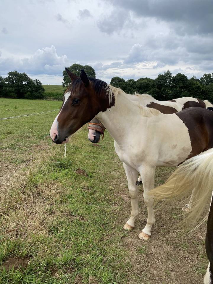 Potro Silla Francés En venta 2024 Pío