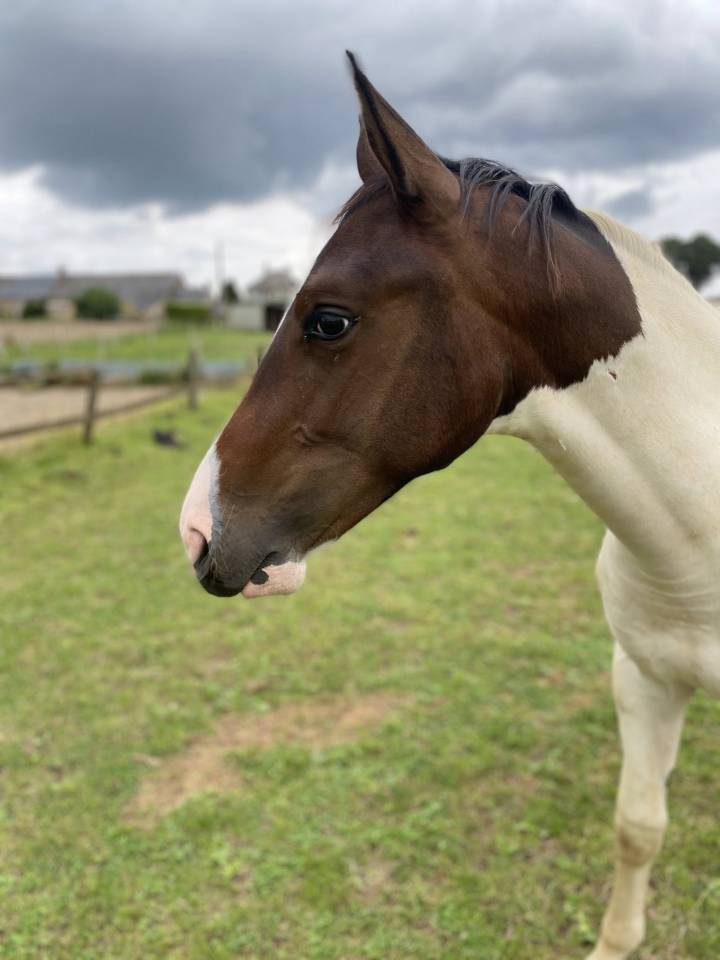 Potro Silla Francés En venta 2024 Pío