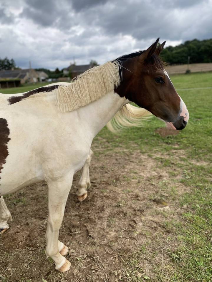 Potro Silla Francés En venta 2024 Pío