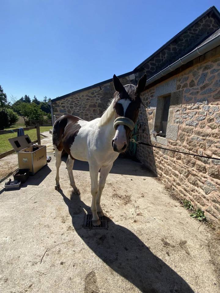 Potro Silla Francés En venta 2024 Pío