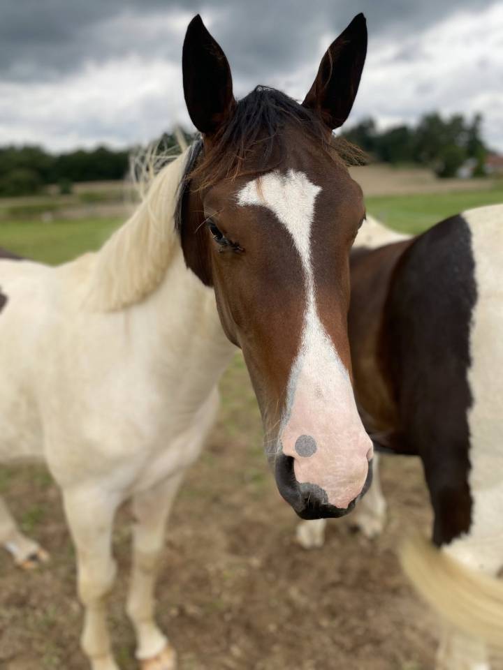Potro Silla Francés En venta 2024 Pío