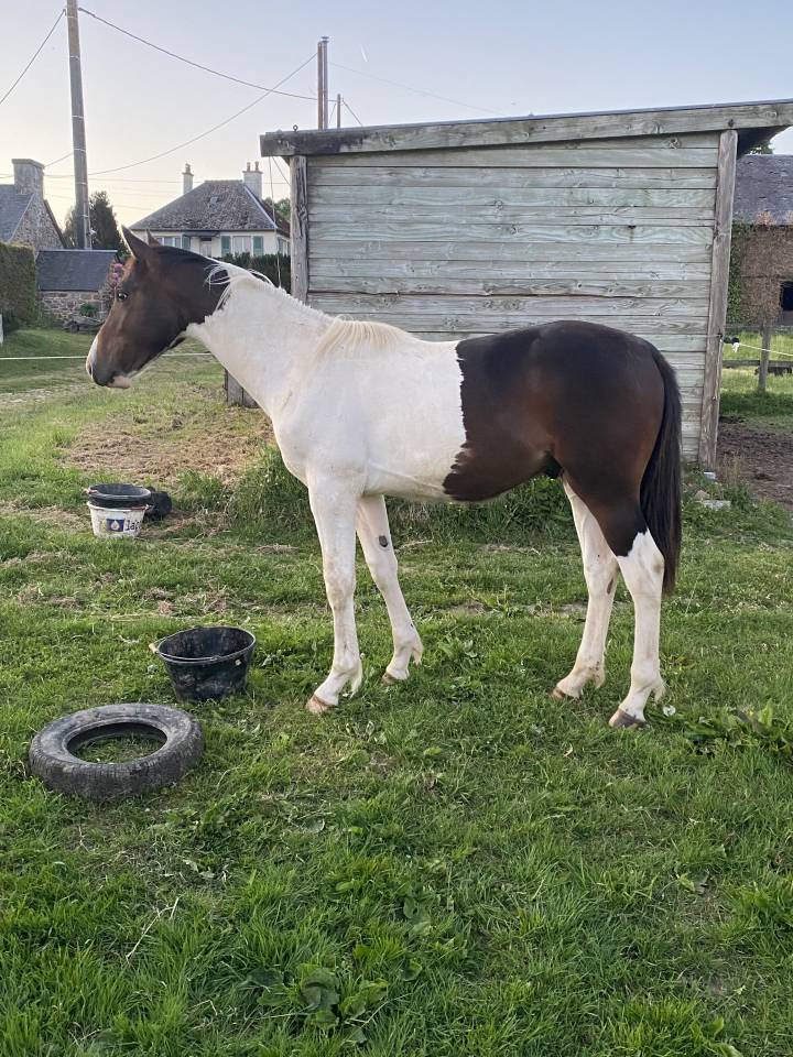 Potro Silla Francés En venta 2024 Pío