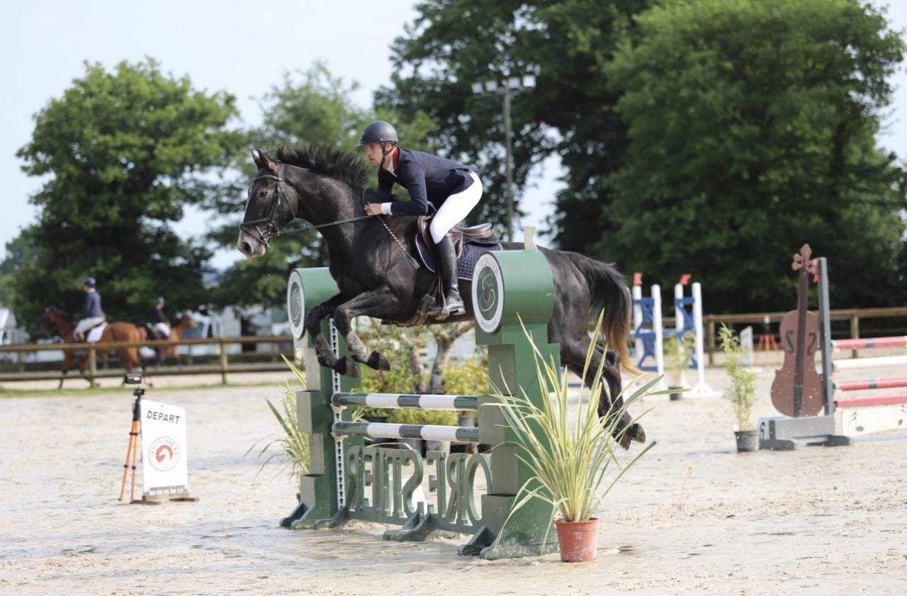 Caballo castrado Silla Francés En venta 2021 Tordo por EXPRESS DE HUS