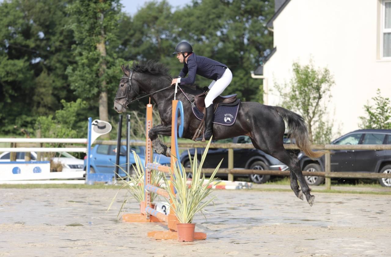 Caballo castrado Silla Francés En venta 2021 Tordo por EXPRESS DE HUS