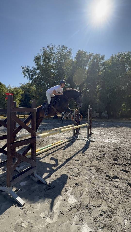 Caballo castrado Silla Francés En venta 2021 Tordo por EXPRESS DE HUS
