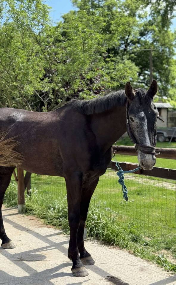 Caballo castrado Silla Francés En venta 2021 Tordo por EXPRESS DE HUS