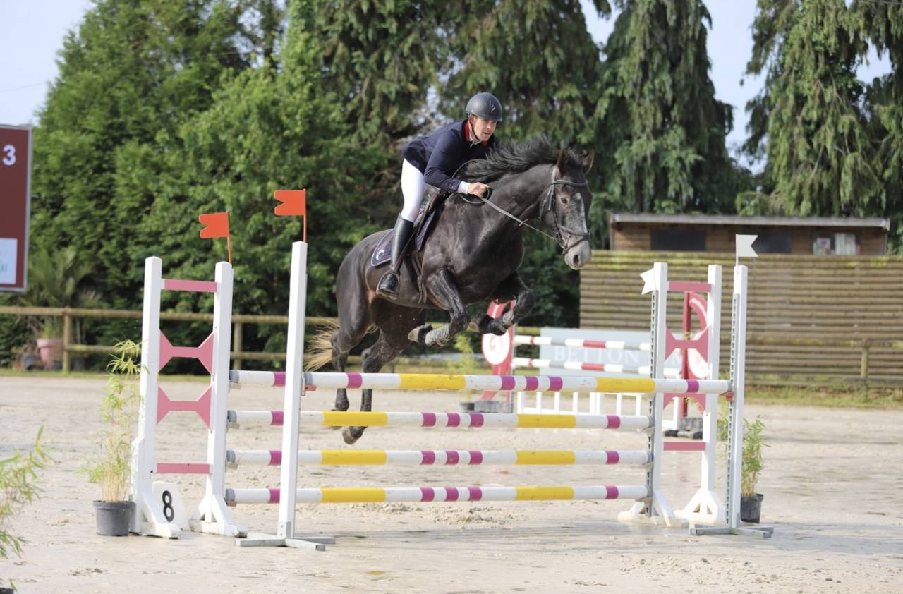 Caballo castrado Silla Francés En venta 2021 Tordo por EXPRESS DE HUS