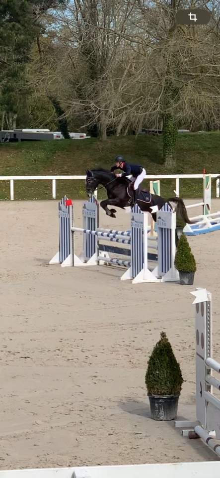 Caballo castrado Silla Francés En venta 2021 Tordo por EXPRESS DE HUS