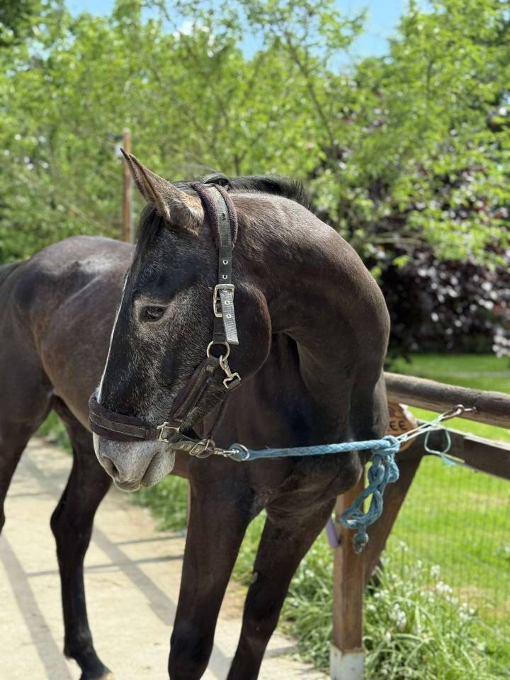 Caballo castrado Silla Francés En venta 2021 Tordo por EXPRESS DE HUS