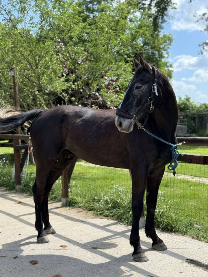 Caballo castrado Silla Francés En venta 2021 Tordo por EXPRESS DE HUS