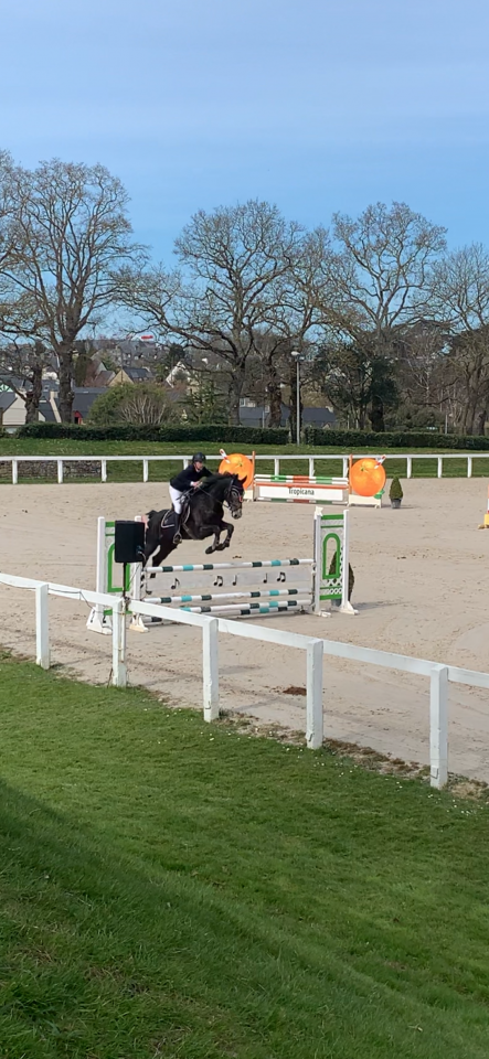 Caballo castrado Silla Francés En venta 2021 Tordo por EXPRESS DE HUS