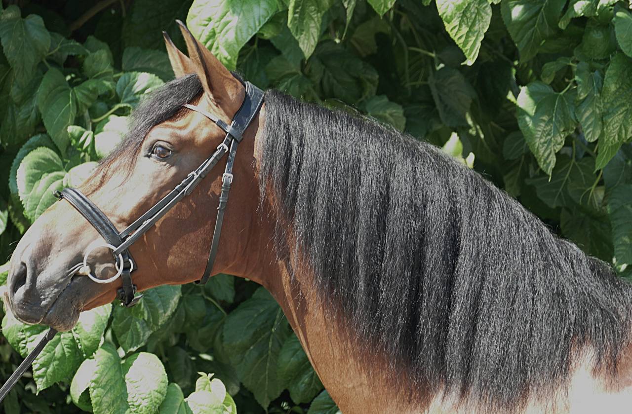 Caballo castrado PRE Pura Raza Española En venta 2021 Bayo por Killo VII