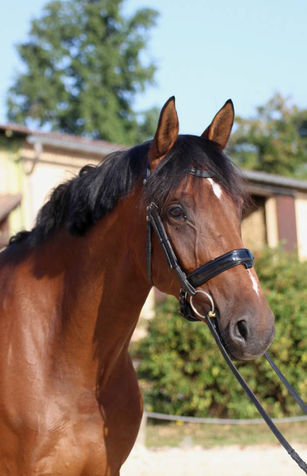 Yegua KWPN Caballo de Deporte Neerlandés En venta 2016 Bayo por EYE CATCHER