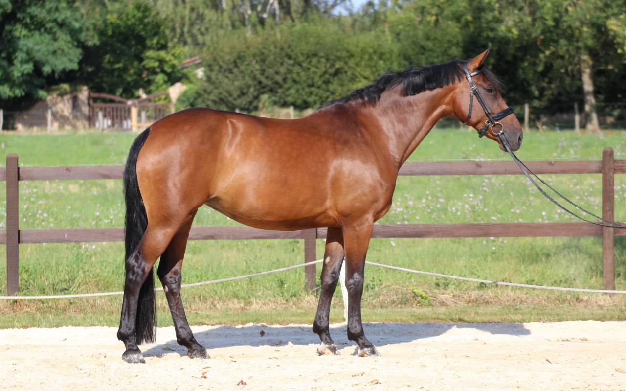 Yegua KWPN Caballo de Deporte Neerlandés En venta 2016 Bayo por EYE CATCHER