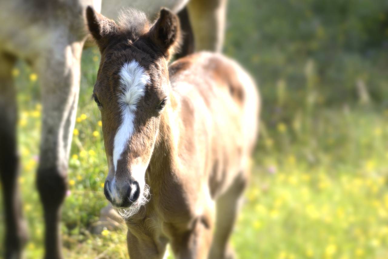 Potro New Forest En venta 2025 Bayo moreno por Othello De Rocamadour