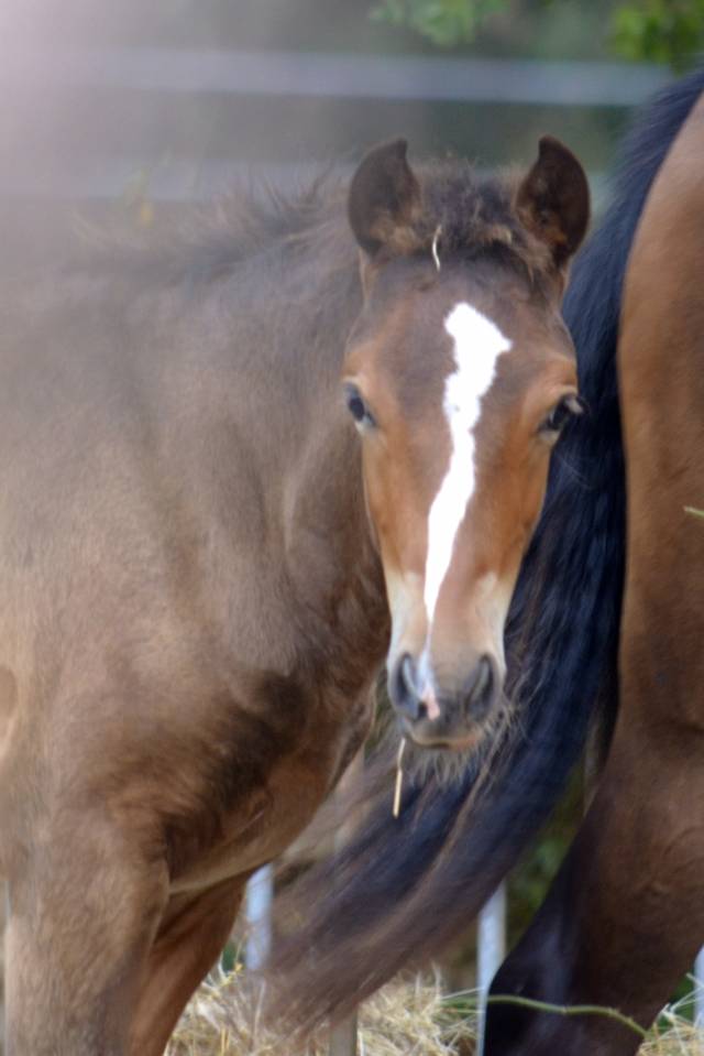 Potro New Forest En venta 2025 Bayo moreno por Othello De Rocamadour