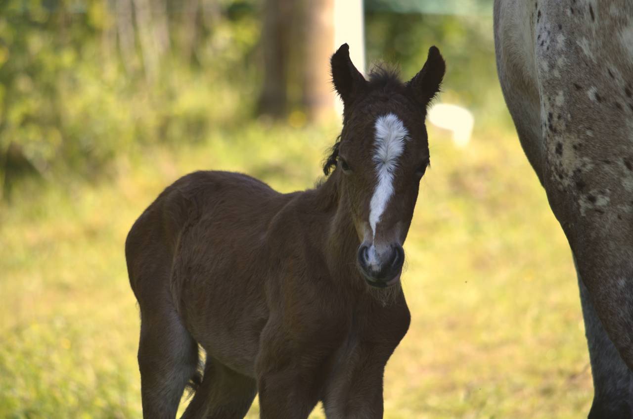 Potro New Forest En venta 2025 Bayo moreno por Othello De Rocamadour