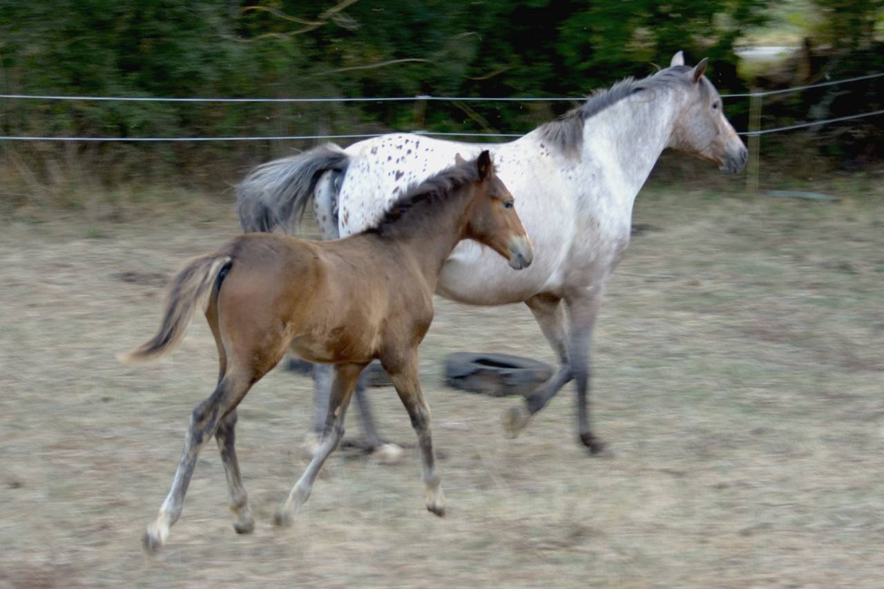 Potro New Forest En venta 2025 Bayo moreno por Othello De Rocamadour