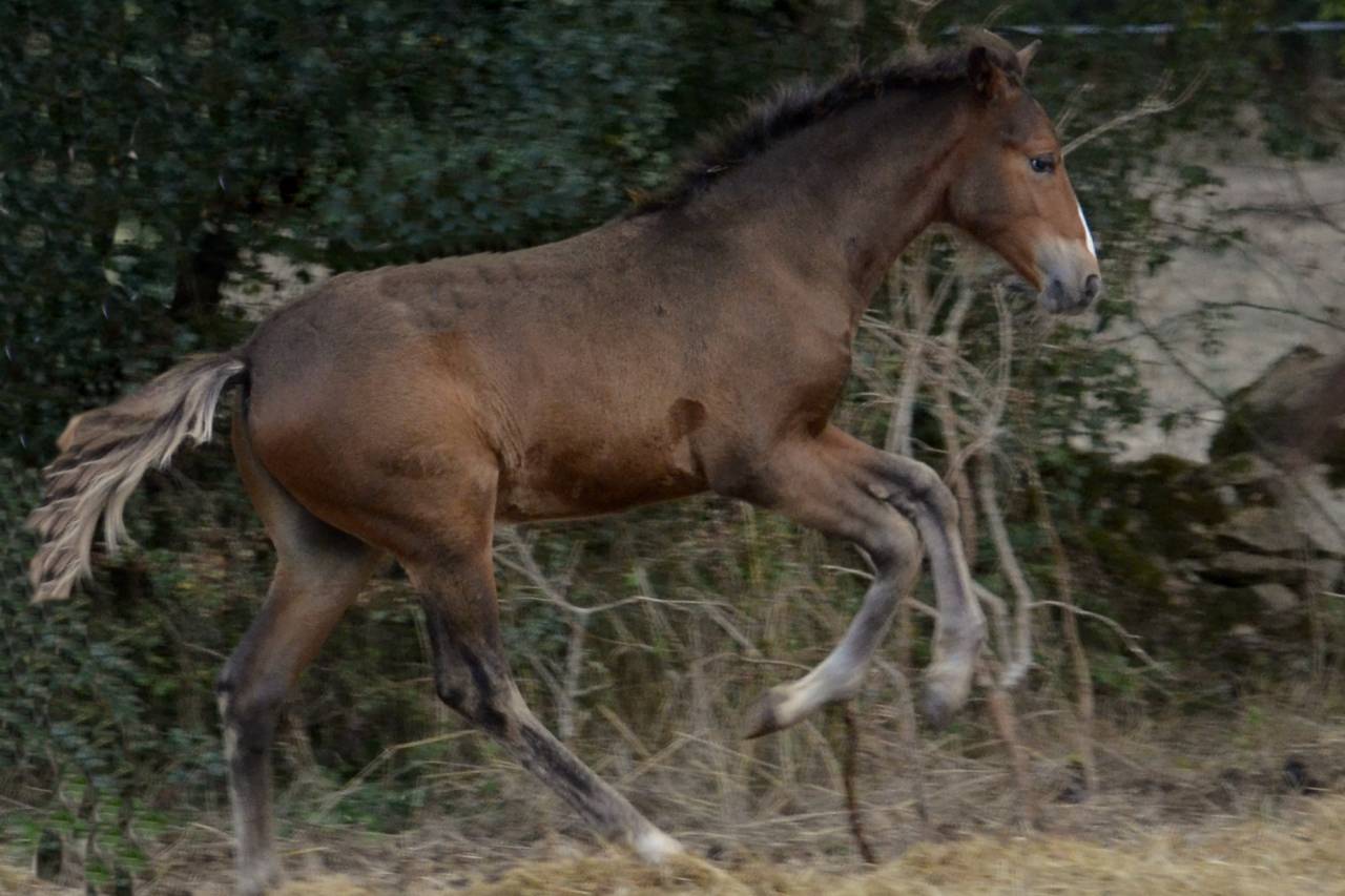 Potro New Forest En venta 2025 Bayo moreno por Othello De Rocamadour