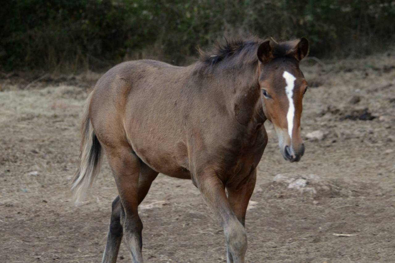 Potro New Forest En venta 2025 Bayo moreno por Othello De Rocamadour