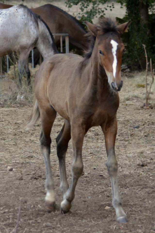 Potro New Forest En venta 2025 Bayo moreno por Othello De Rocamadour