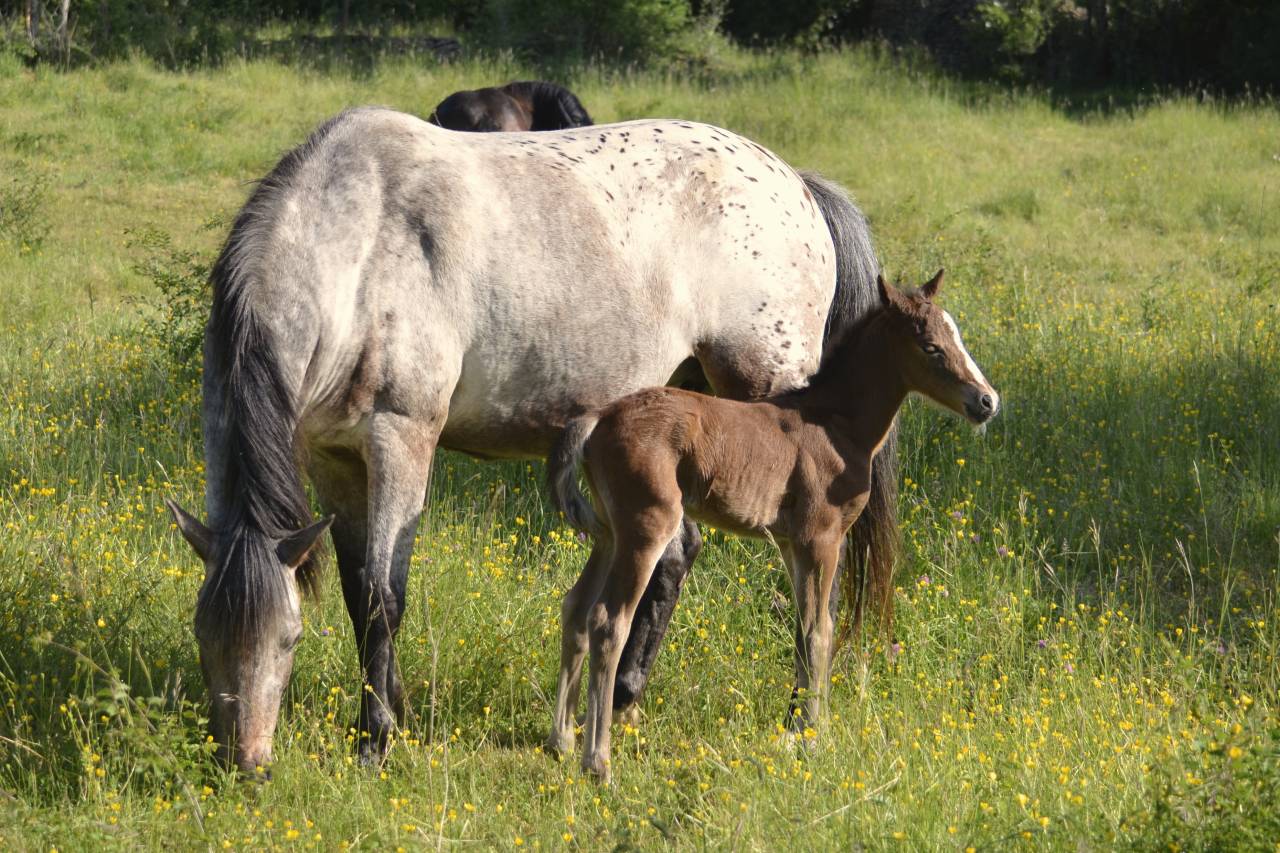 Potro New Forest En venta 2025 Bayo moreno por Othello De Rocamadour