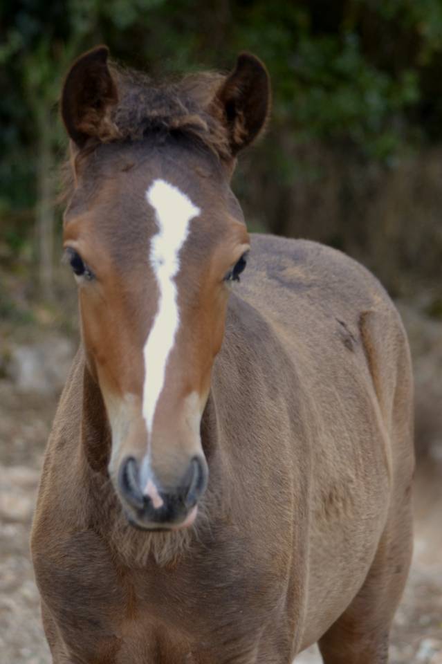 Potro New Forest En venta 2025 Bayo moreno por Othello De Rocamadour