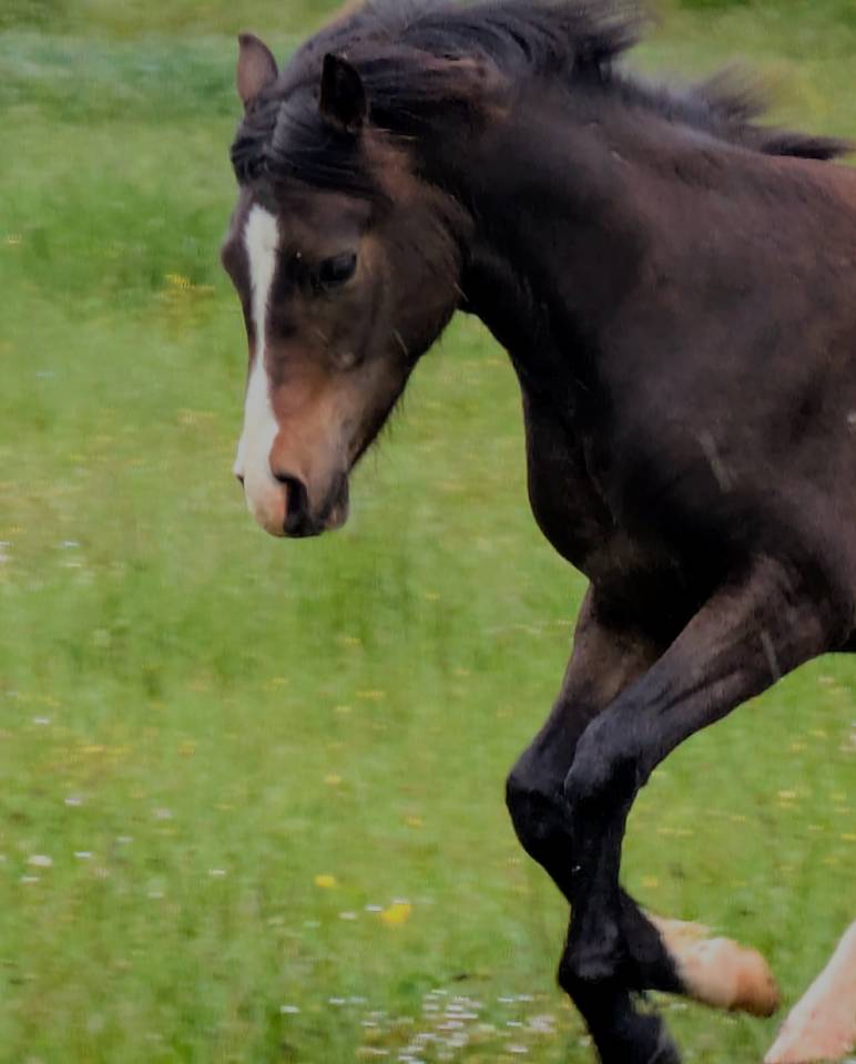 Potranca New Forest En venta 2024 Bayo moreno por Othello De Rocamadour