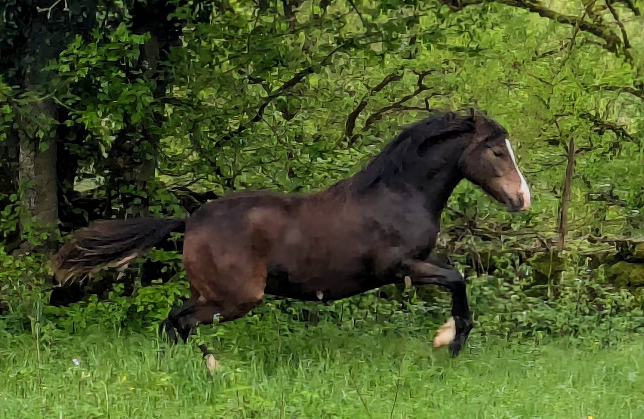 Potranca New Forest En venta 2024 Bayo moreno por Othello De Rocamadour