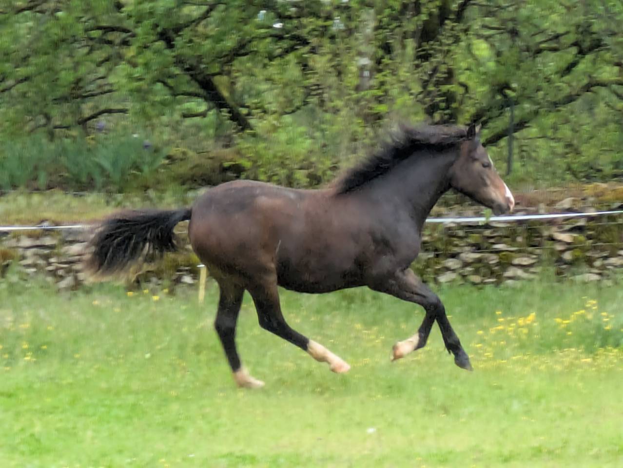 Potranca New Forest En venta 2024 Bayo moreno por Othello De Rocamadour