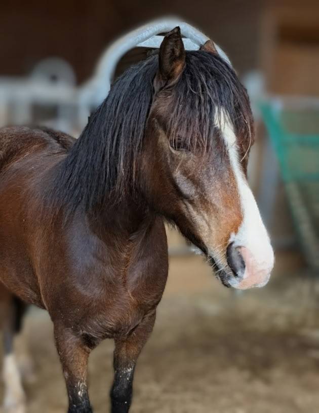 Potranca New Forest En venta 2024 Bayo moreno por Othello De Rocamadour