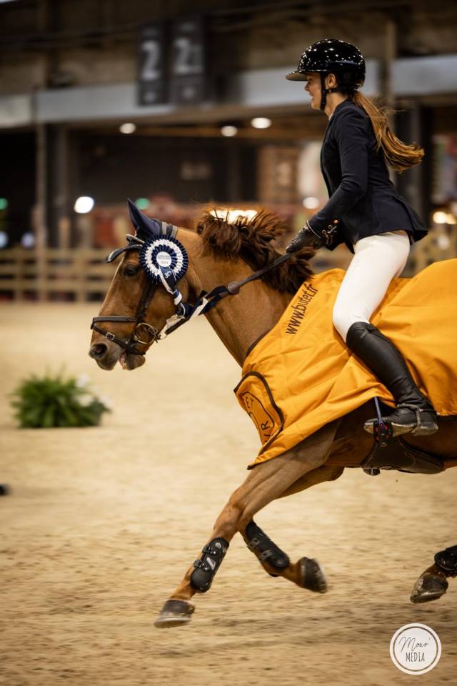 Caballo castrado PFS Poni Françés de Silla En venta 2011 Alazán por jocker de treho