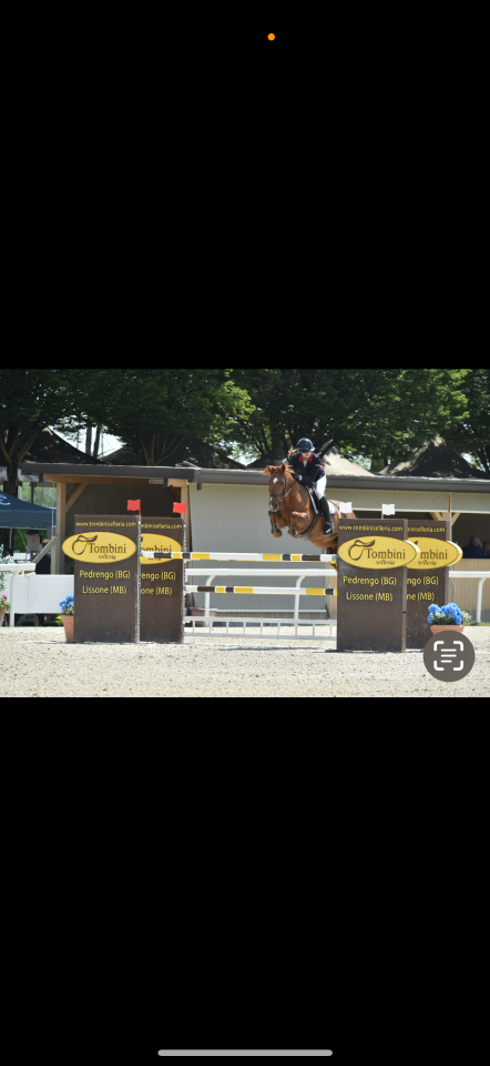 Caballo castrado PFS Poni Françés de Silla En venta 2011 Alazán por jocker de treho