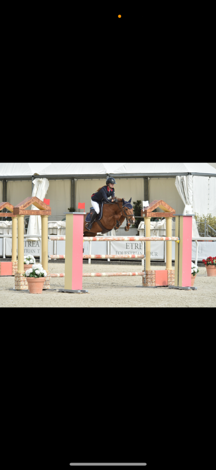 Caballo castrado PFS Poni Françés de Silla En venta 2011 Alazán por jocker de treho