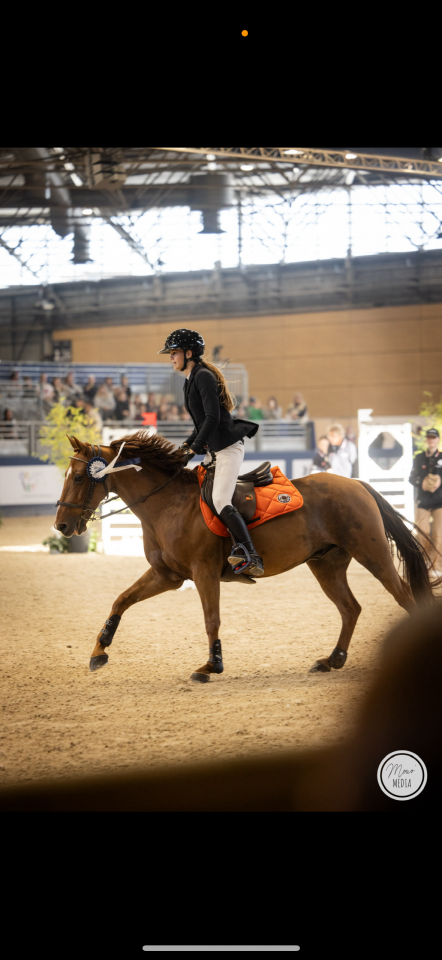 Caballo castrado PFS Poni Françés de Silla En venta 2011 Alazán por jocker de treho