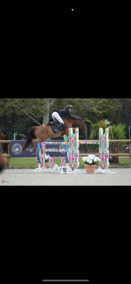 Caballo castrado PFS Poni Françés de Silla En venta 2011 Alazán por jocker de treho