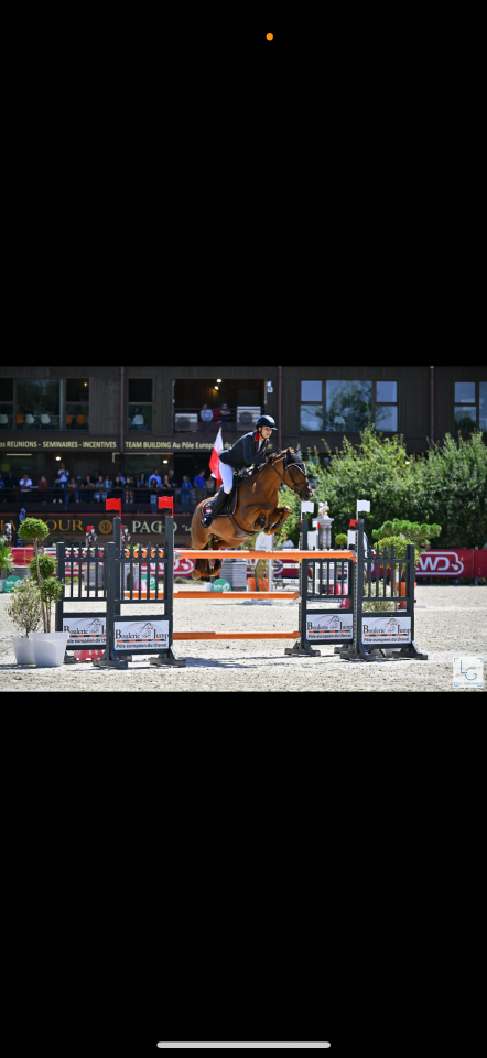 Caballo castrado PFS Poni Françés de Silla En venta 2011 Alazán por jocker de treho