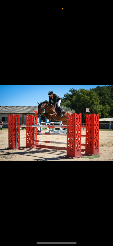 Caballo castrado PFS Poni Françés de Silla En venta 2011 Alazán por jocker de treho