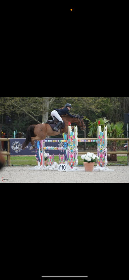 Caballo castrado PFS Poni Françés de Silla En venta 2011 Alazán por jocker de treho