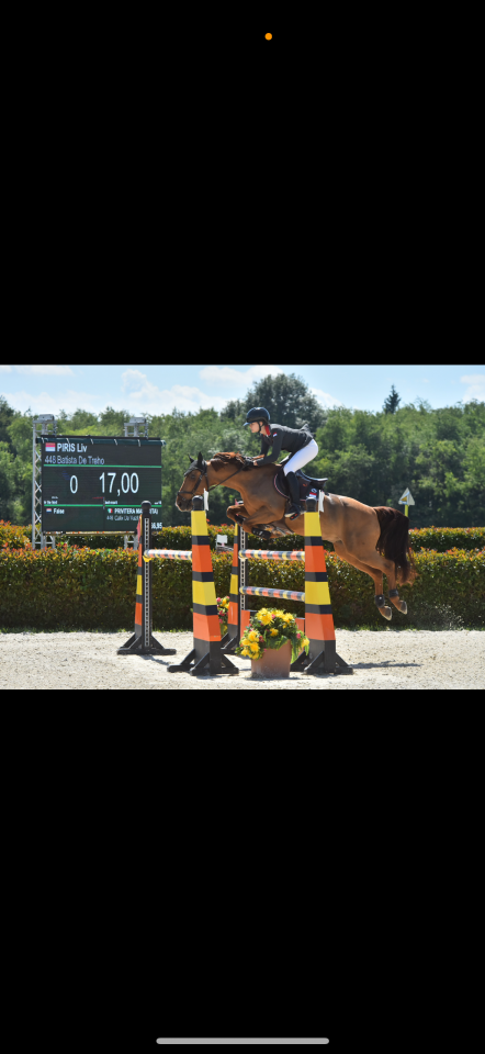 Caballo castrado PFS Poni Françés de Silla En venta 2011 Alazán por jocker de treho