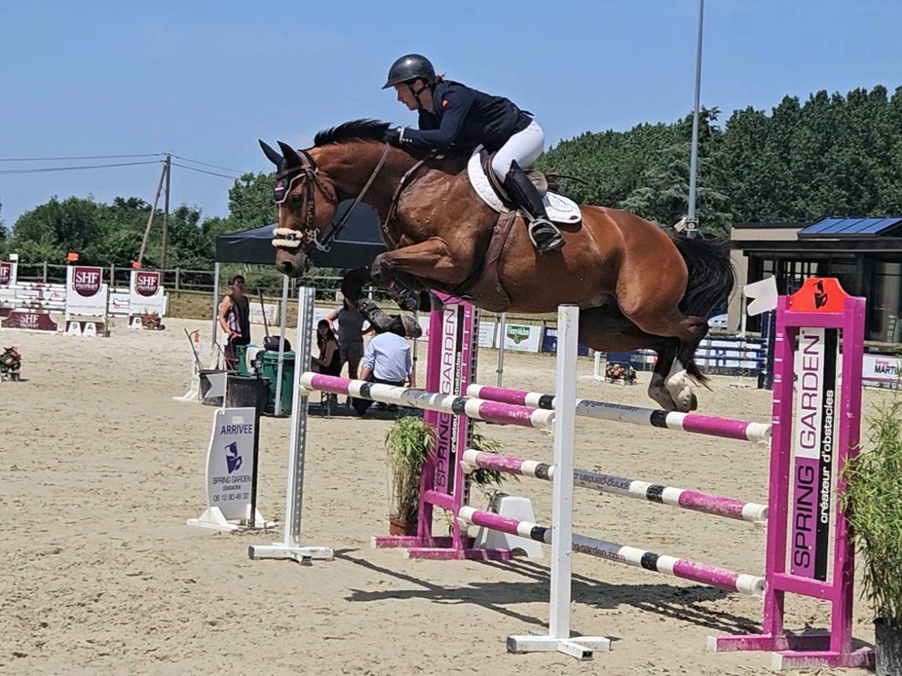 Yegua Silla Francés En venta 2018 Bayo