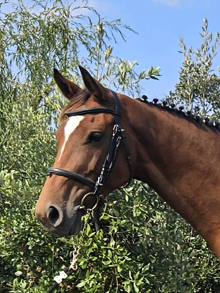 Yegua Silla Francés En venta 2018 Bayo