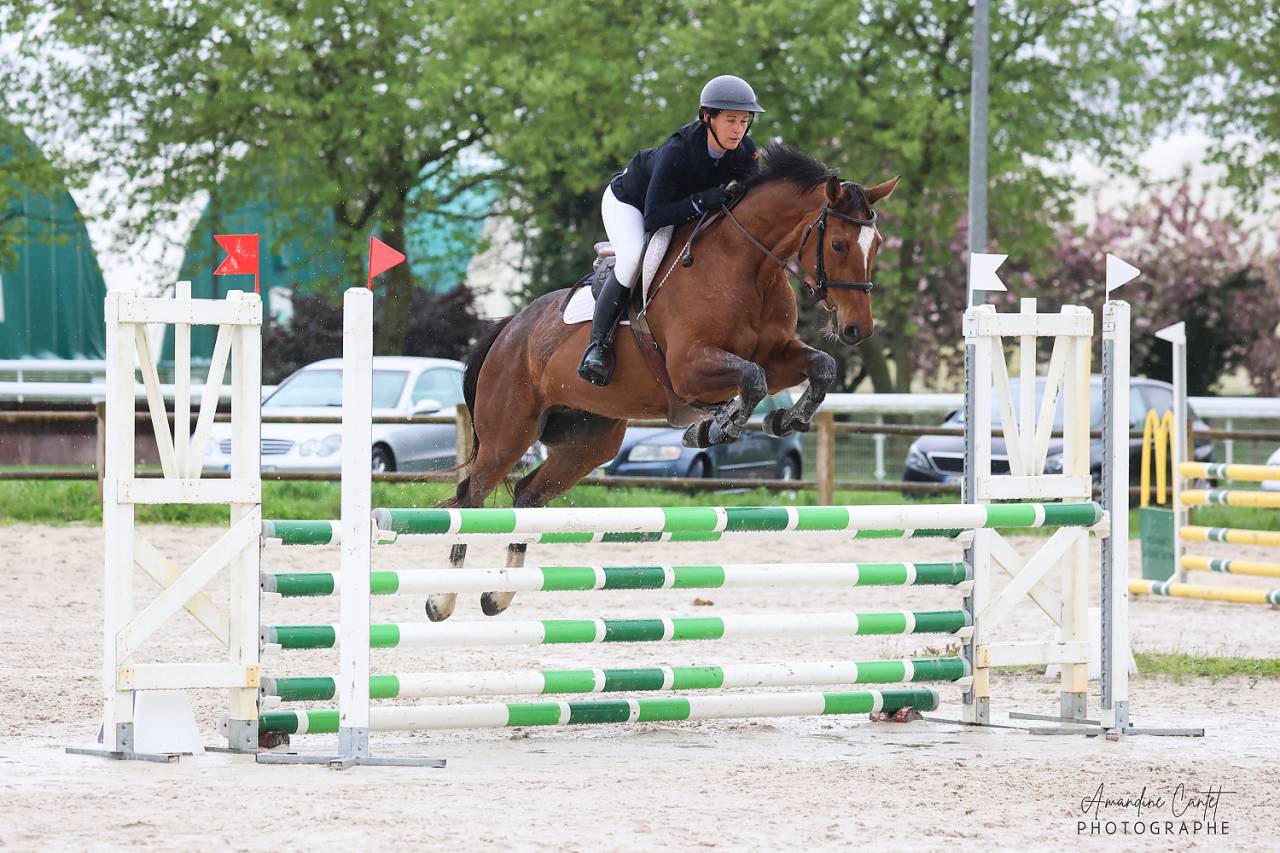 Yegua Silla Francés En venta 2018 Bayo