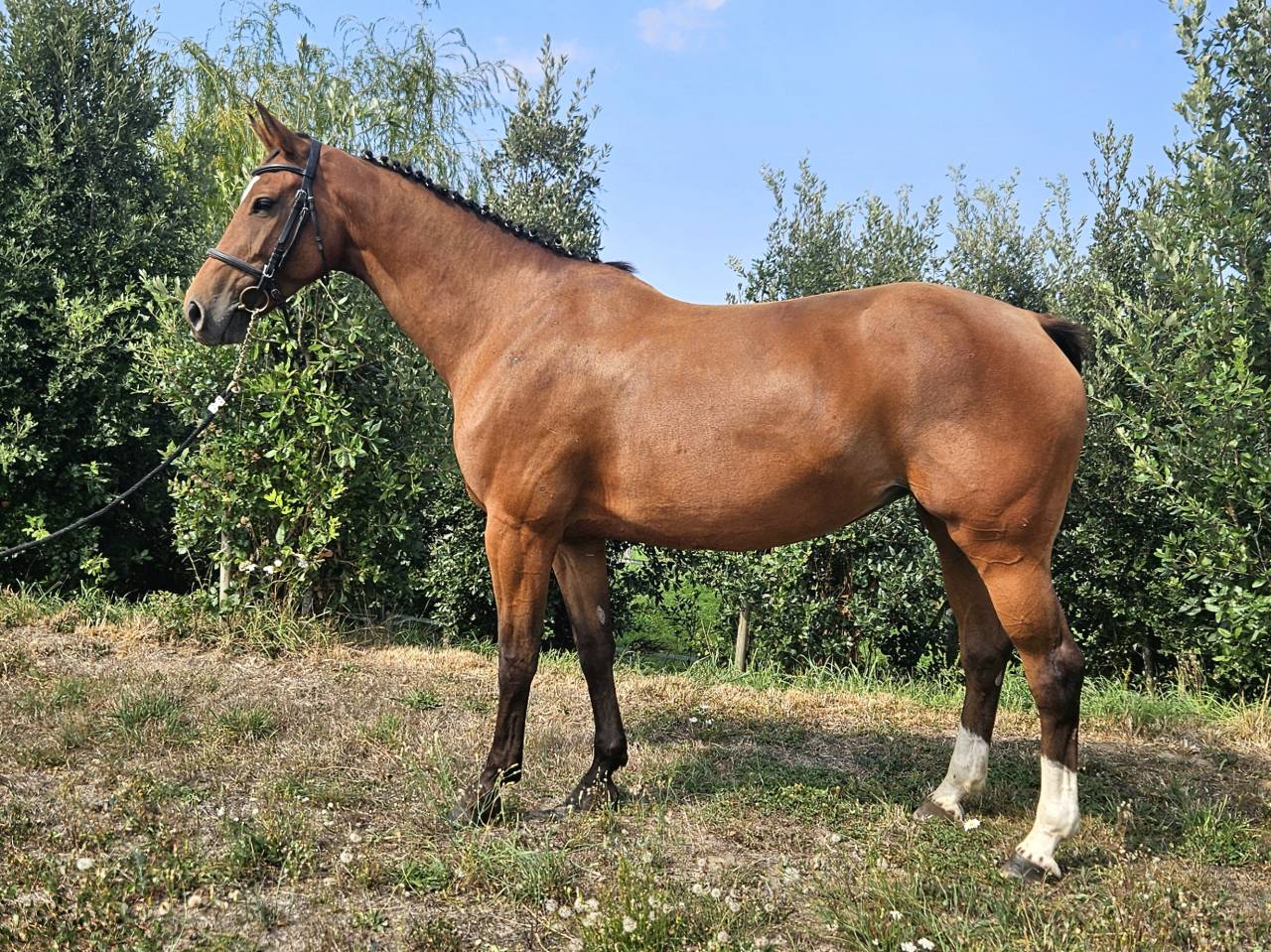 Yegua Silla Francés En venta 2018 Bayo