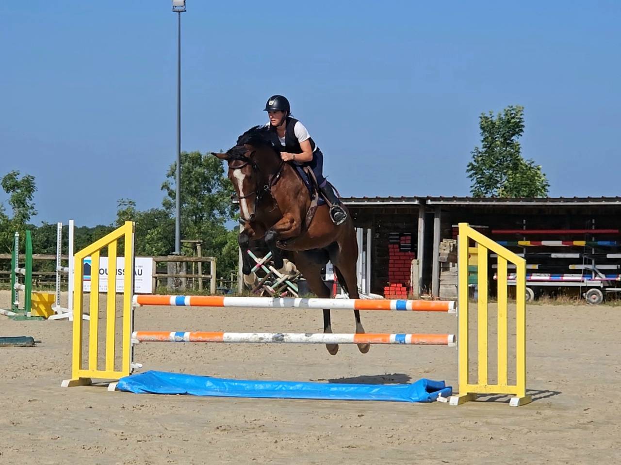 Caballo castrado Silla Francés En venta 2020 Bayo moreno