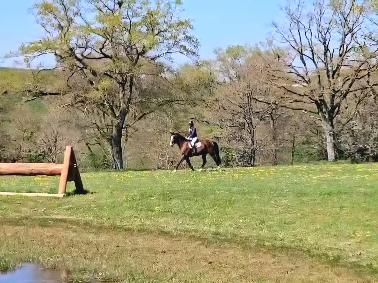 Caballo castrado Silla Francés En venta 2020 Bayo moreno