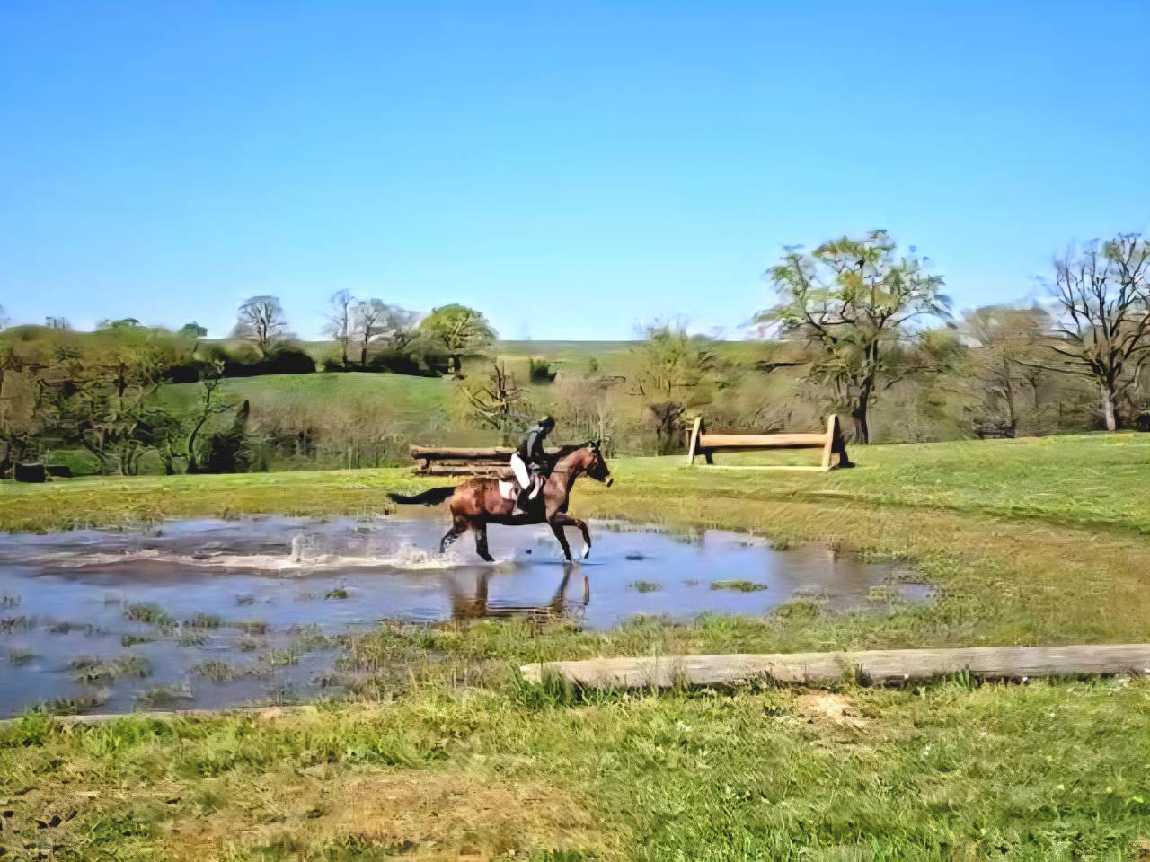 Caballo castrado Silla Francés En venta 2020 Bayo moreno