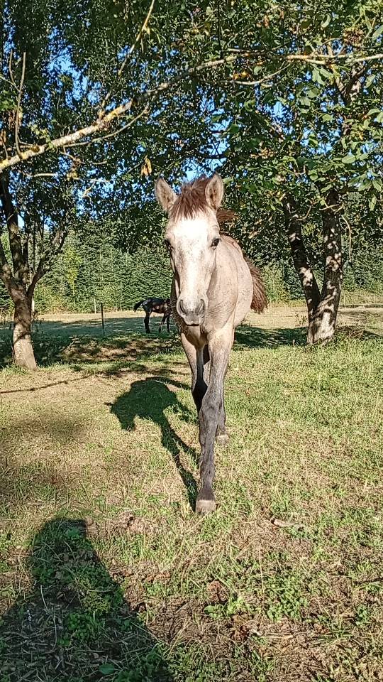 Potro Camargue En venta 2025 Blanco